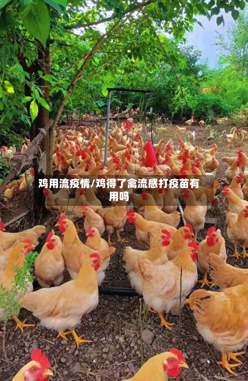 鸡用流疫情/鸡得了禽流感打疫苗有用吗-第3张图片