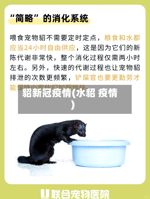 貂新冠疫情(水貂 疫情)