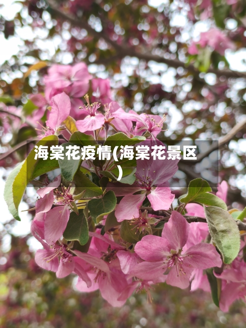 海棠花疫情(海棠花景区)