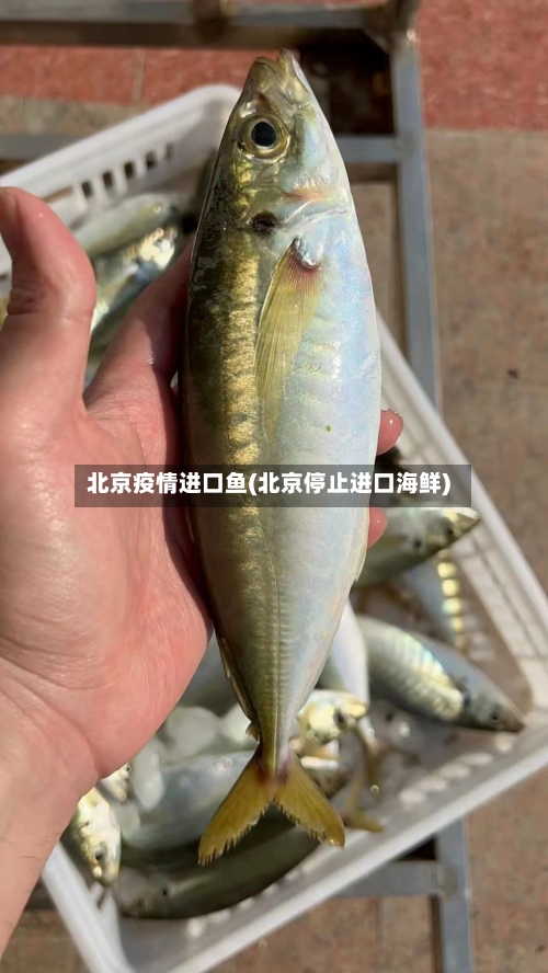 北京疫情进口鱼(北京停止进口海鲜)
