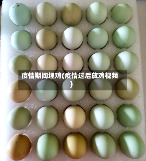 疫情期间埋鸡(疫情过后放鸡视频)