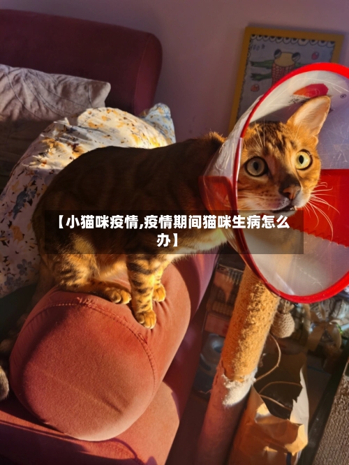 【小猫咪疫情,疫情期间猫咪生病怎么办】-第2张图片