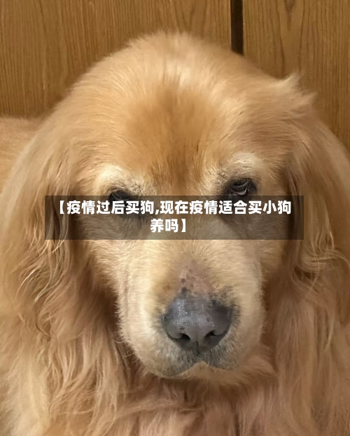 【疫情过后买狗,现在疫情适合买小狗养吗】