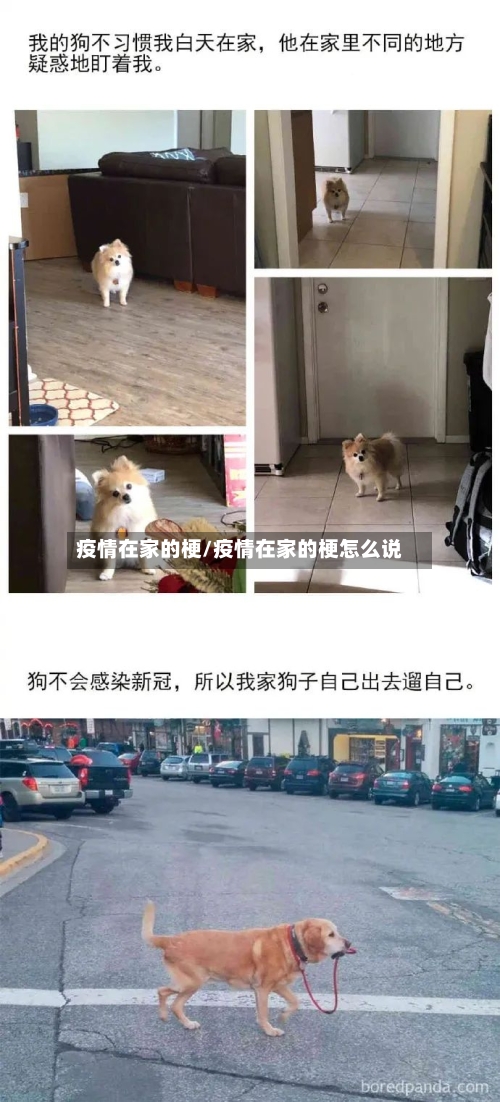 疫情在家的梗/疫情在家的梗怎么说