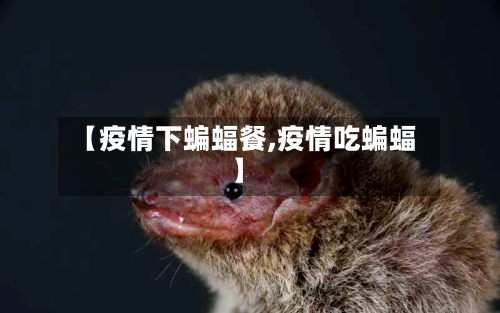 【疫情下蝙蝠餐,疫情吃蝙蝠】-第2张图片