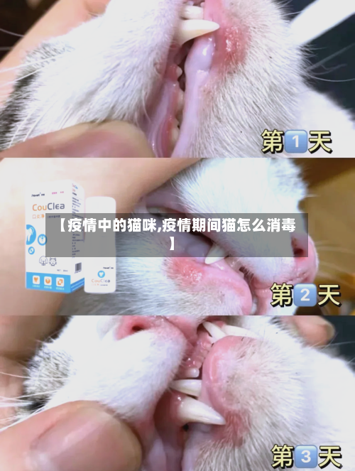【疫情中的猫咪,疫情期间猫怎么消毒】-第2张图片