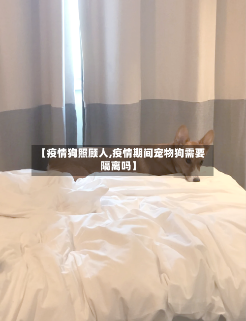 【疫情狗照顾人,疫情期间宠物狗需要隔离吗】