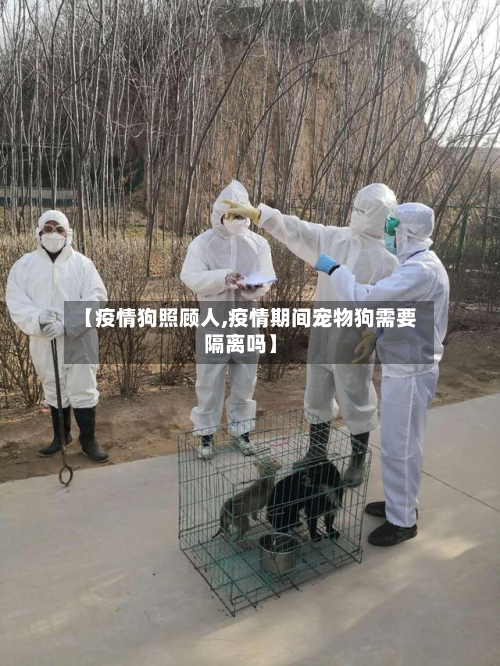 【疫情狗照顾人,疫情期间宠物狗需要隔离吗】-第2张图片