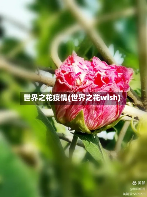 世界之花疫情(世界之花wish)