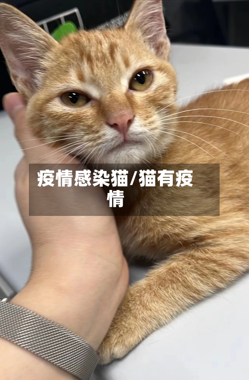 疫情感染猫/猫有疫情-第3张图片