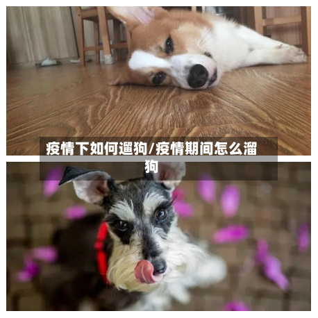 疫情下如何遛狗/疫情期间怎么溜狗