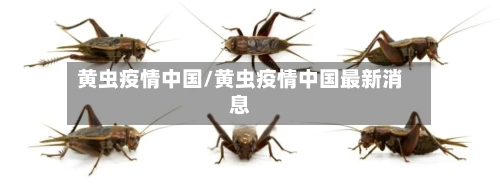 黄虫疫情中国/黄虫疫情中国最新消息