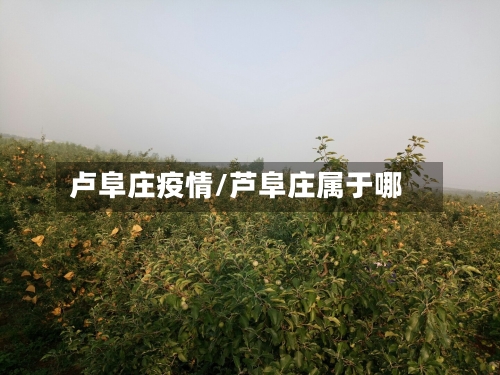 卢阜庄疫情/芦阜庄属于哪-第2张图片