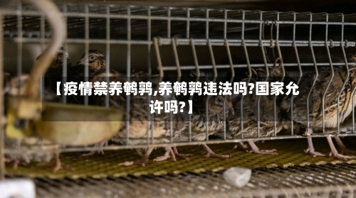 【疫情禁养鹌鹑,养鹌鹑违法吗?国家允许吗?】-第2张图片