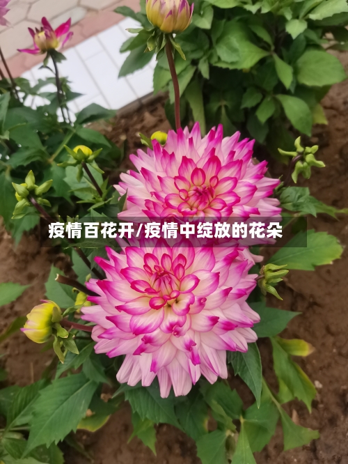 疫情百花开/疫情中绽放的花朵-第3张图片