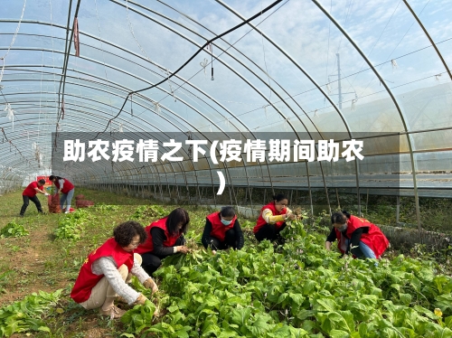 助农疫情之下(疫情期间助农)-第3张图片