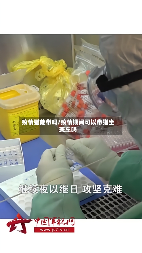 疫情猫能带吗/疫情期间可以带猫坐班车吗