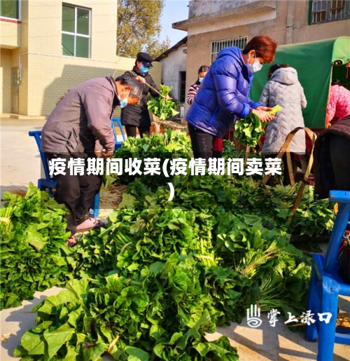 疫情期间收菜(疫情期间卖菜)-第2张图片