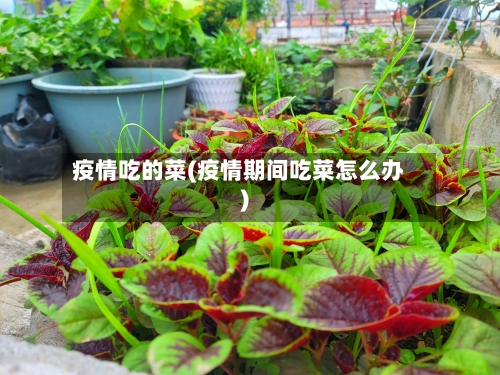疫情吃的菜(疫情期间吃菜怎么办)