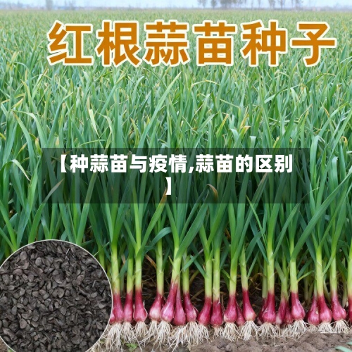 【种蒜苗与疫情,蒜苗的区别】